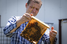 Thorsten Aurich beim Begutachten der vollen Bienenwaben.