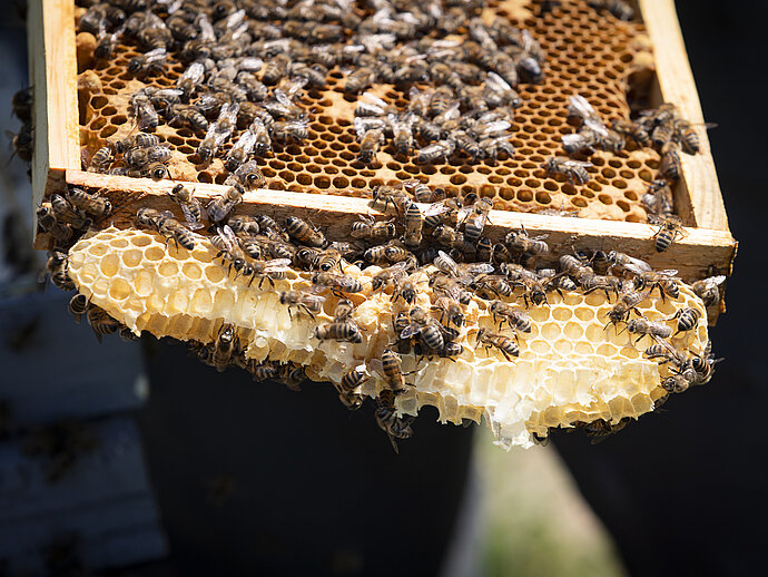 Bienenwabe mit Bienen und Honig