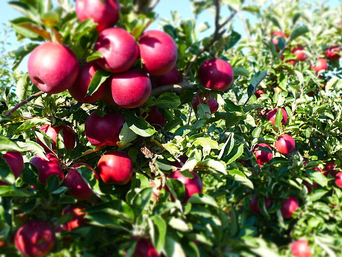 Leckere rote Äpfel hängen an den Bäumen