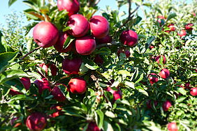 knackige rote Äpfel am Baum