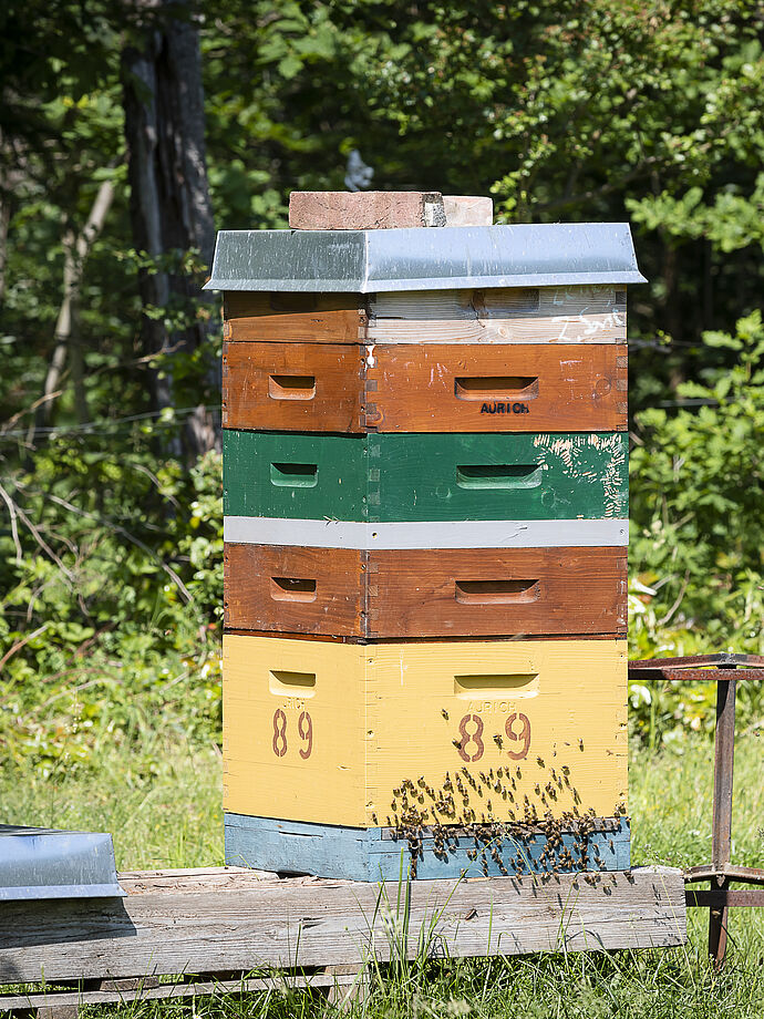 der Bienenstock - das Zuhause der Bienen