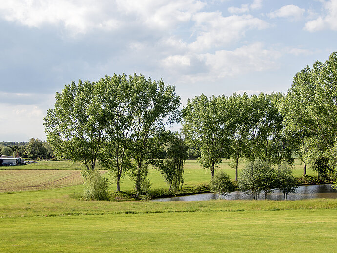 grüne Wiese und ein mit Bäumen umrandeter Teich
