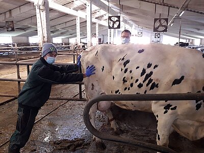 Lehrling Pascal Rieck hilft dem Tierarzt bei der Behandlung einer Kuh.