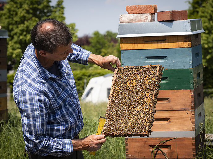Die Hälfte der 150 Bienenvölker produziert den beliebten Honig.